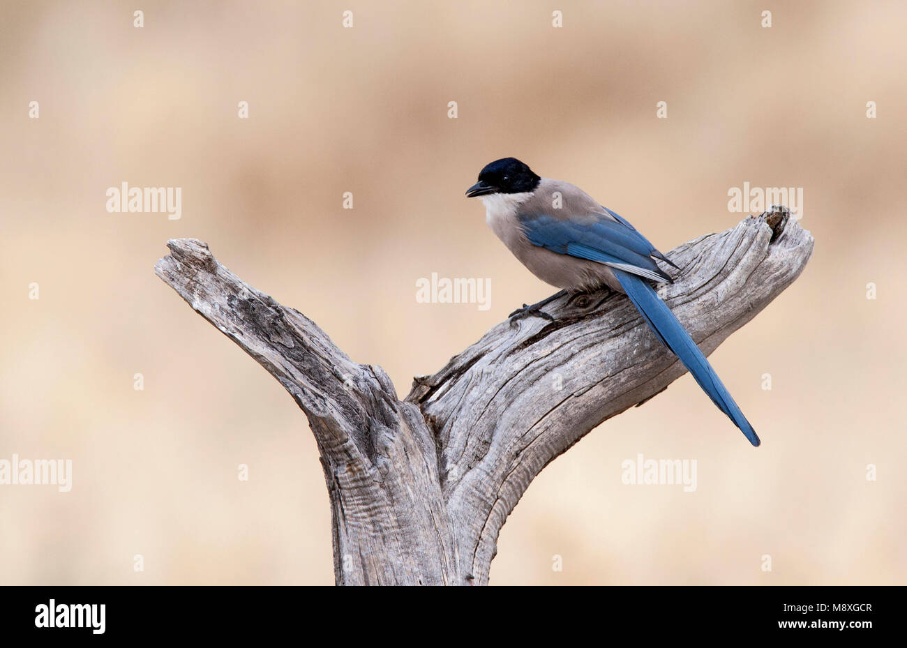 Blauwe Ekster, Azure-winged Magpie Stock Photo
