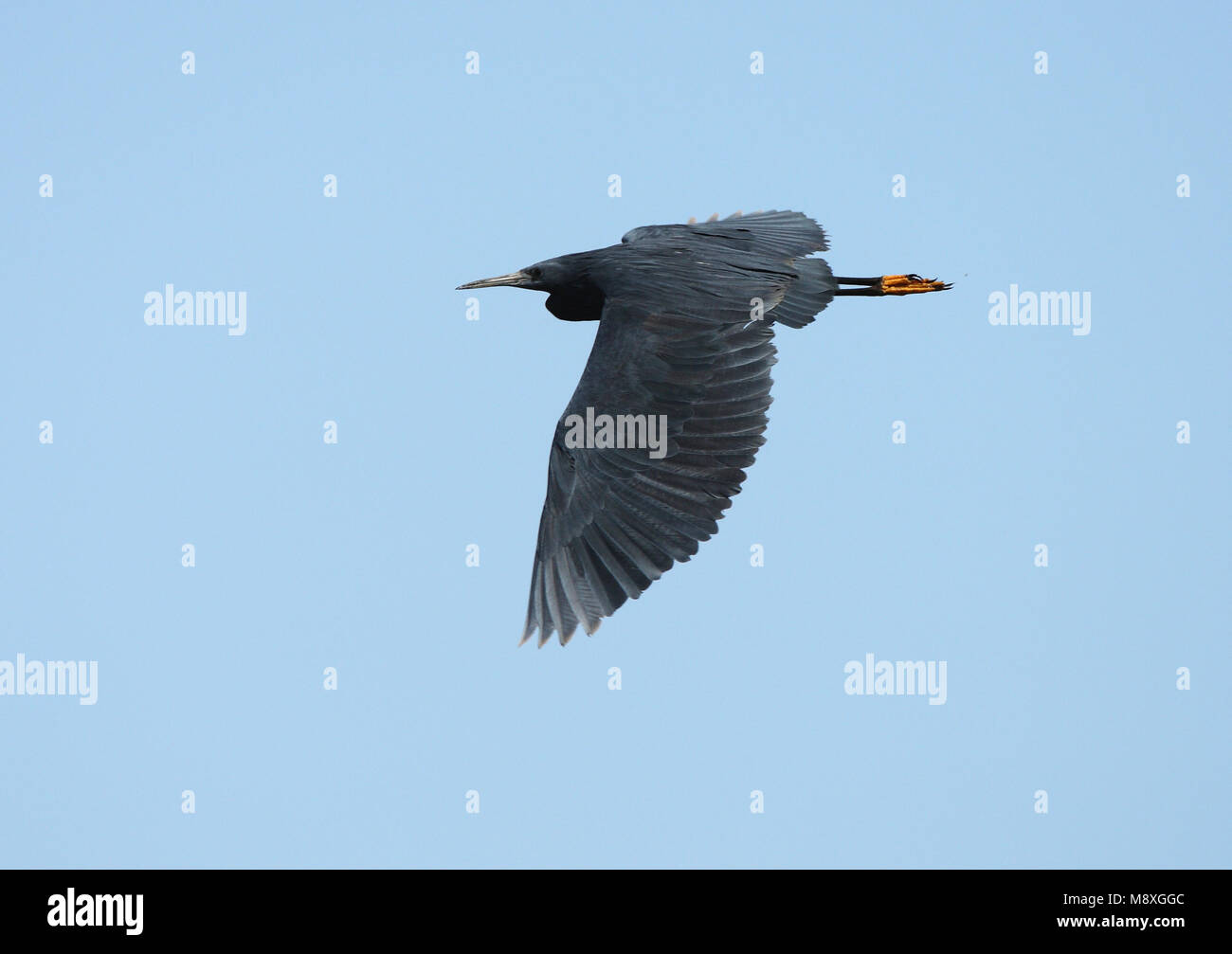 Zwarte Reiger vliegend; Black Heron flying Stock Photo