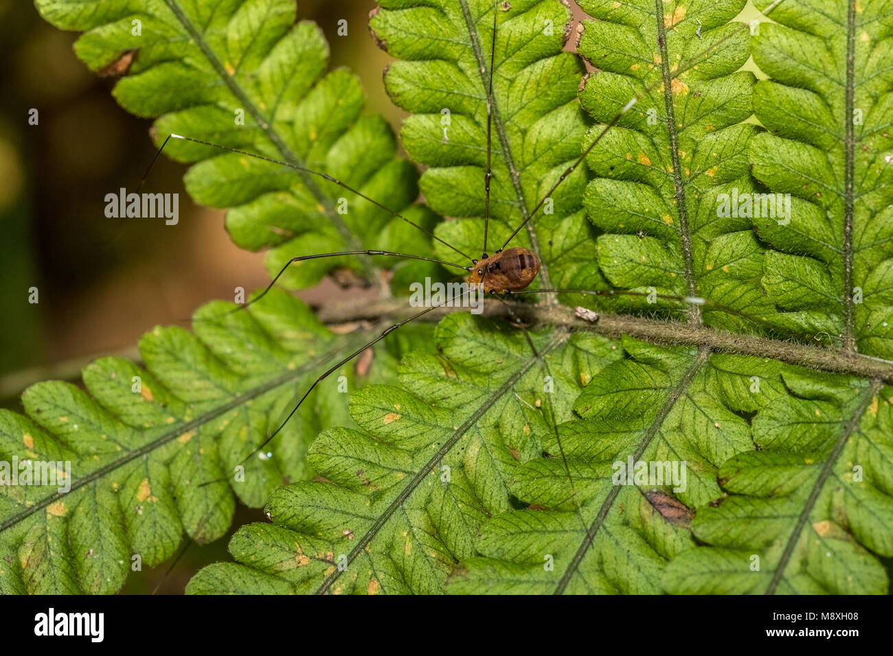 Opiliones - daddy longlegs Stock Photo