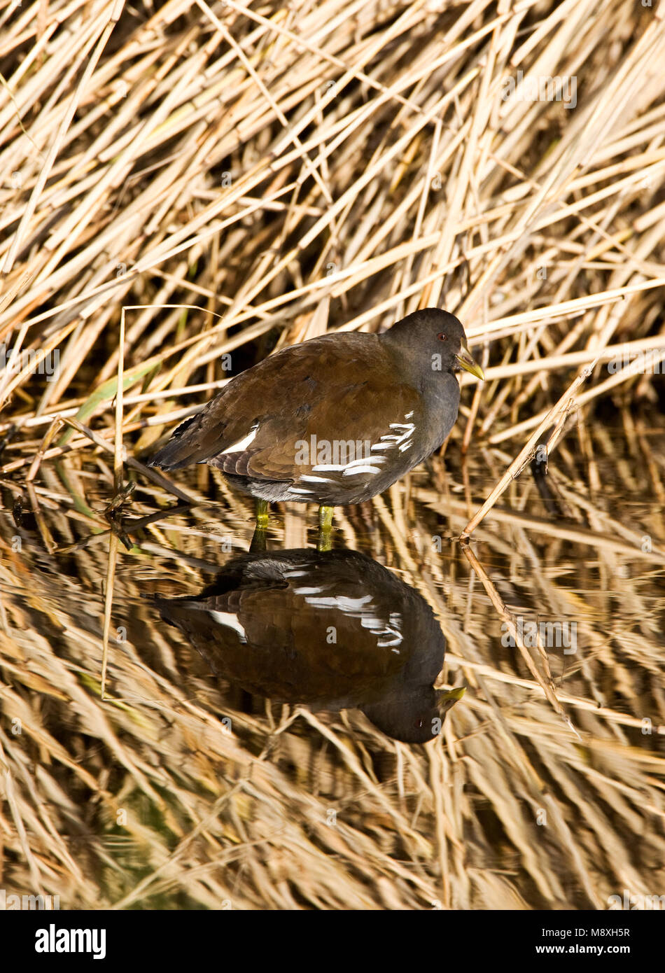 Waterhoen onvolwassen met spiegelbeeld in water; Common Moorhen juvenile with reflection in water Stock Photo