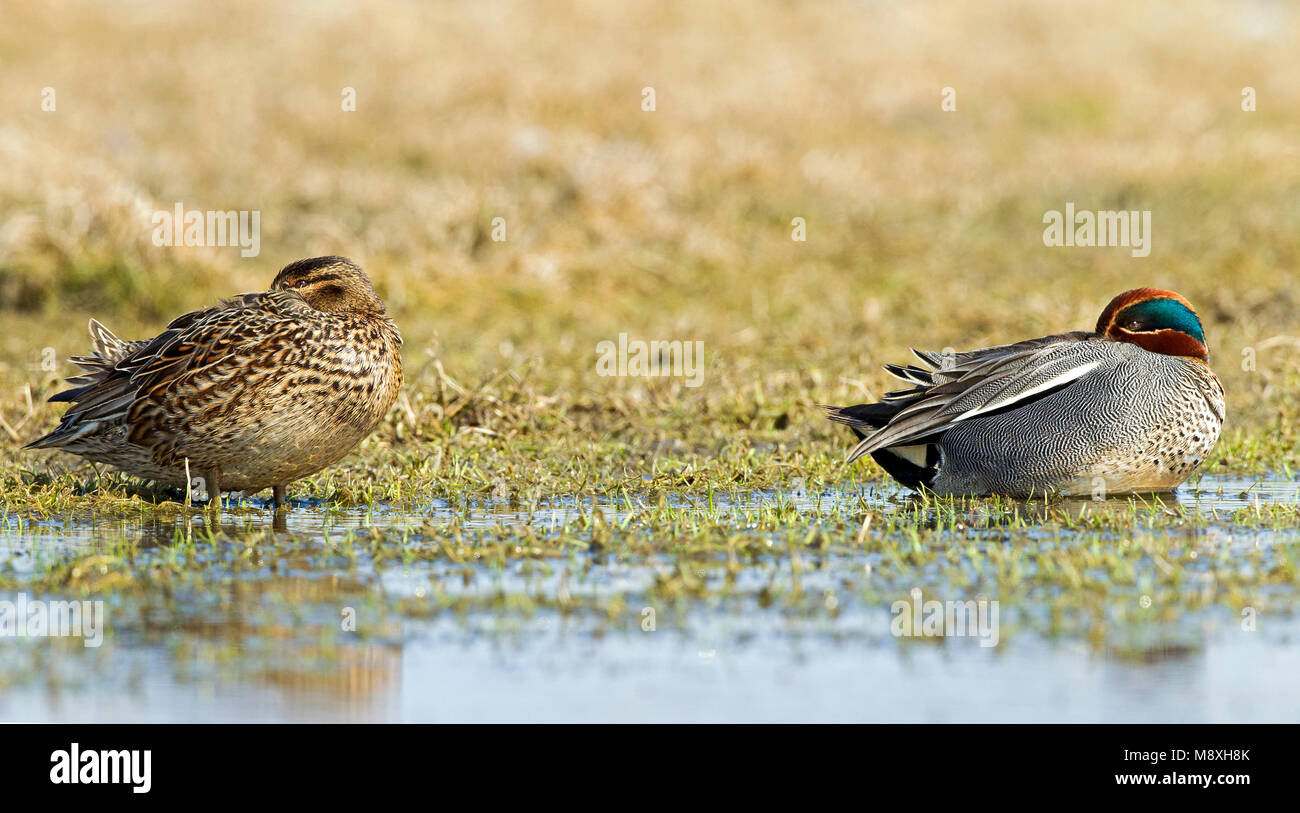 Paartje Wintertaling, Pair of Common Teal Stock Photo