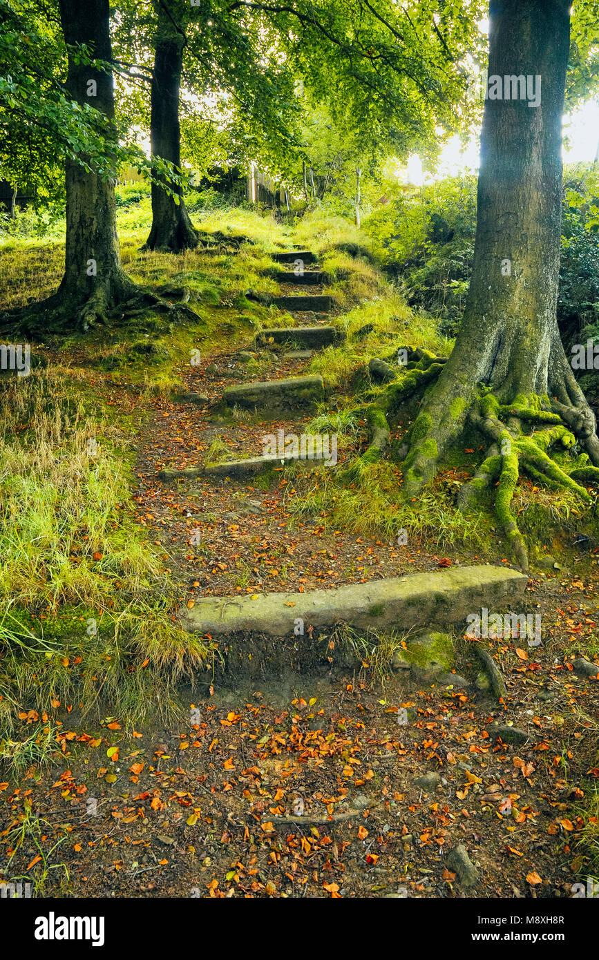 Woodland path with steps at Calder Vale near Garstang Lancashire Stock Photo