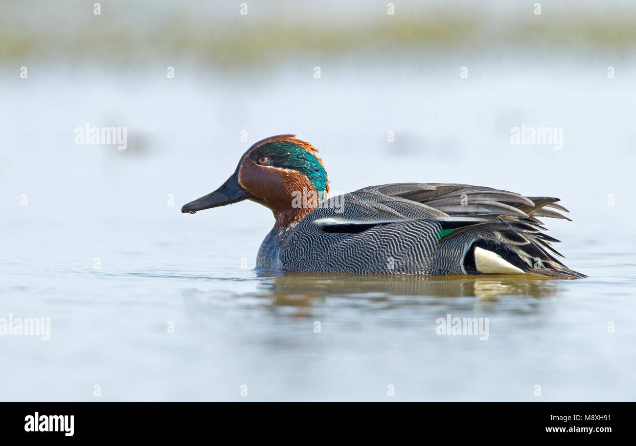 Mannetje Wintertaling; Common teal male Stock Photo