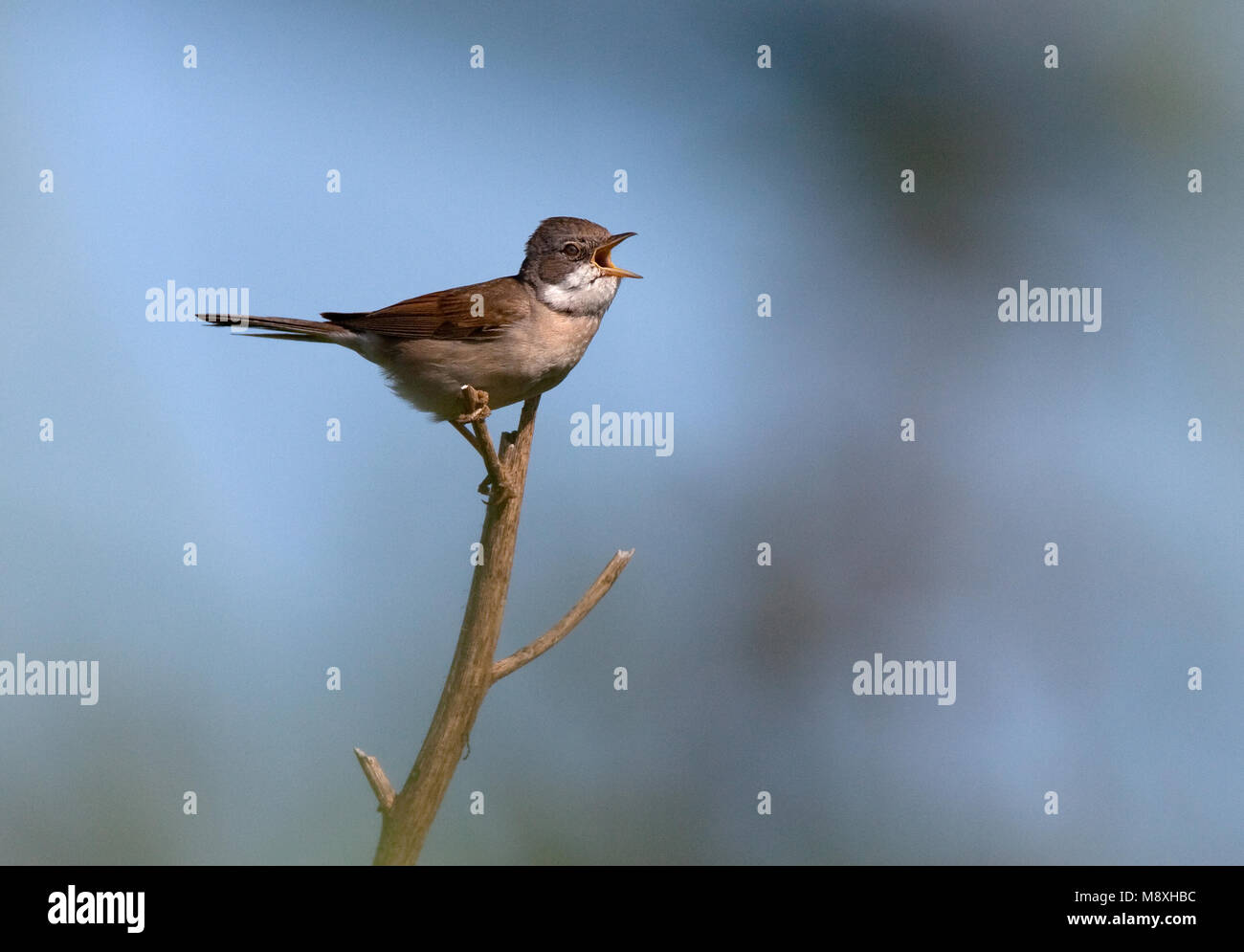 Mannetje Grasmus zingend; Male Common Whitethroat singing Stock Photo