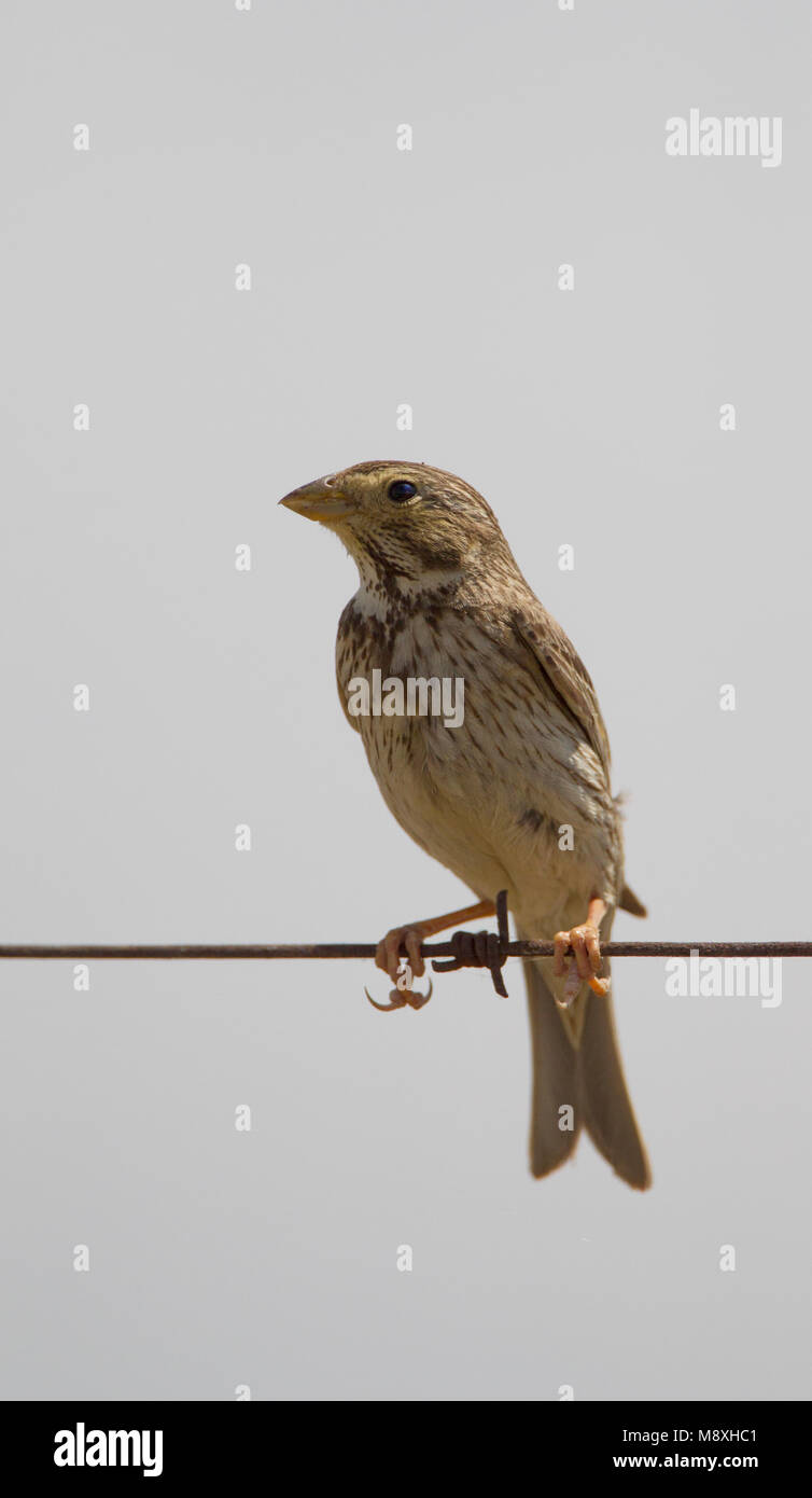 Grauwe Gors zittend op draad, Corn Bunting perched on wire Stock Photo