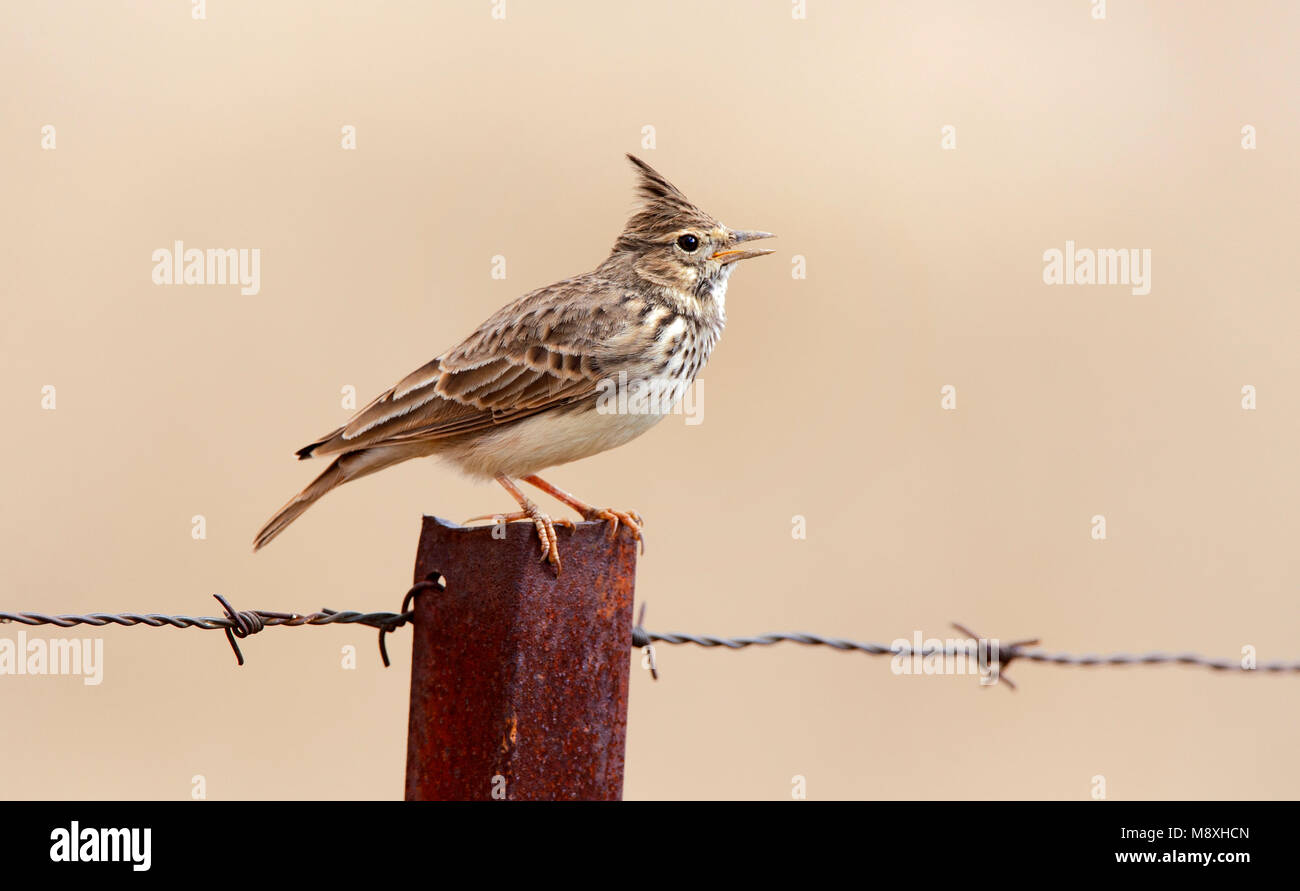 Kuifleeuwerik zingend; Crested Lark singing Stock Photo