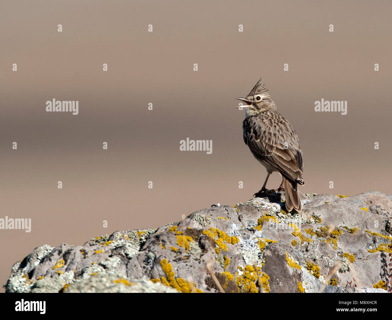 Kuifleeuwerik zingend; Crested Lark singing Stock Photo