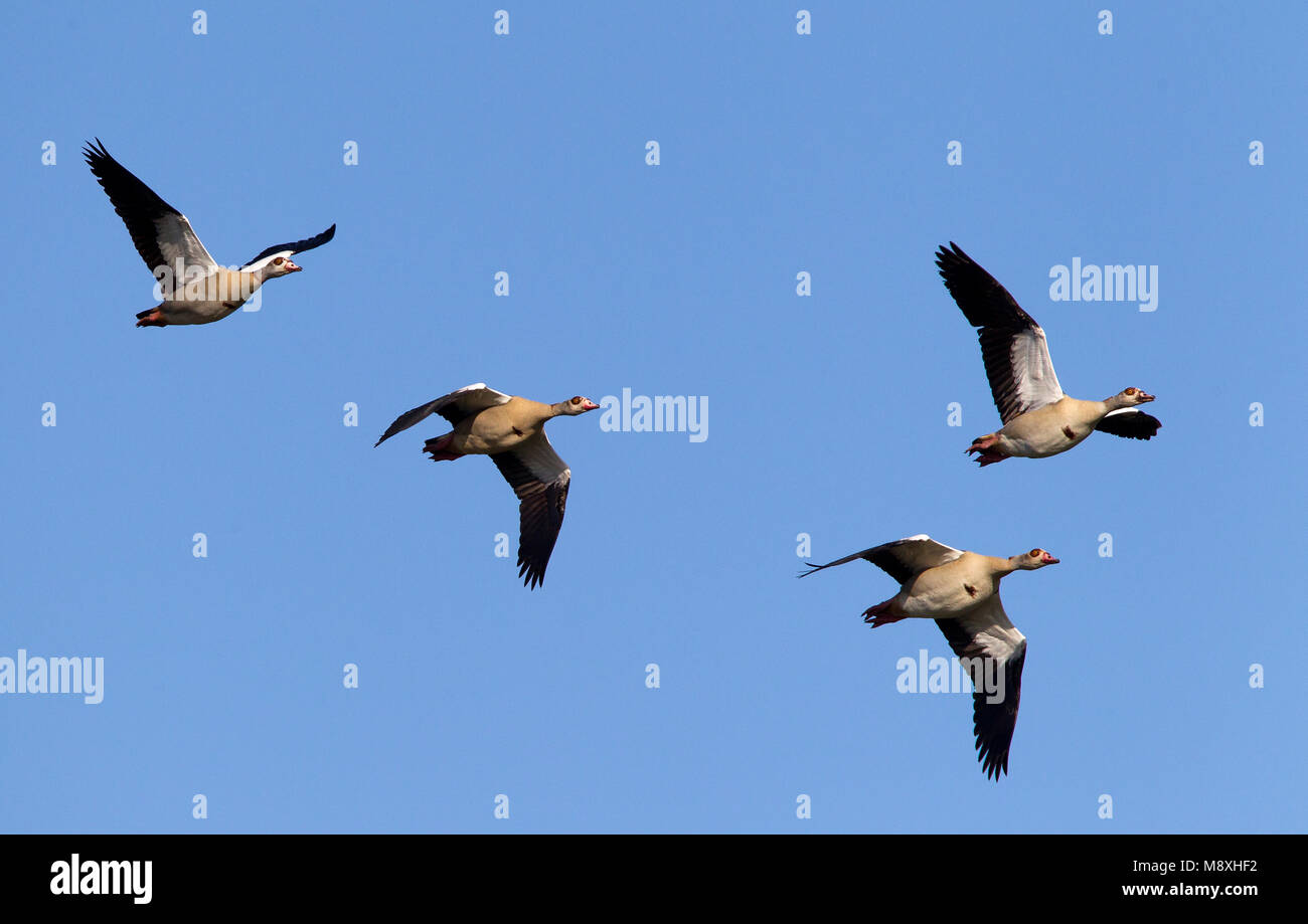 Vliegende Nijlganzen, Egyptian Geese in flight Stock Photo Alamy