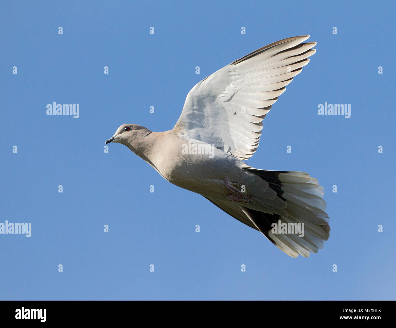 Turkse Tortel in de vlucht, Eurasian Collared Dove in flight Stock Photo