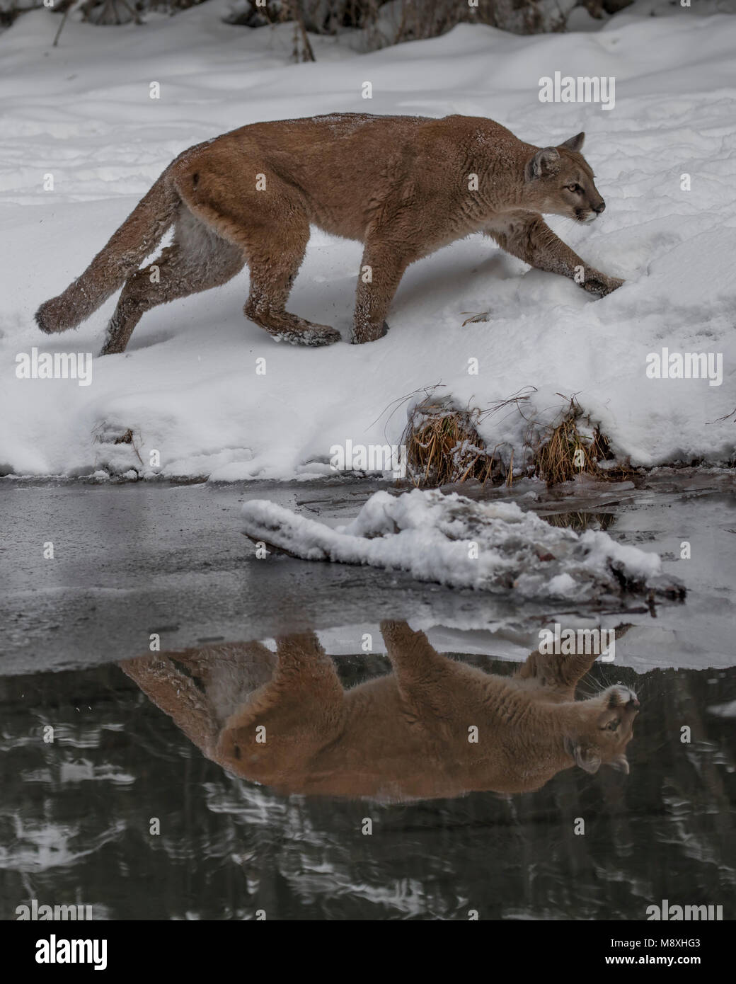 Mountain Lion at Triple D Game Farm Stock Photo Alamy