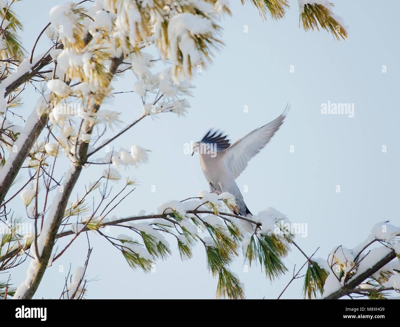 Turkse Tortel landend in boom in de sneeuw, Eurasian Collared Dove landing in tree in the snow Stock Photo