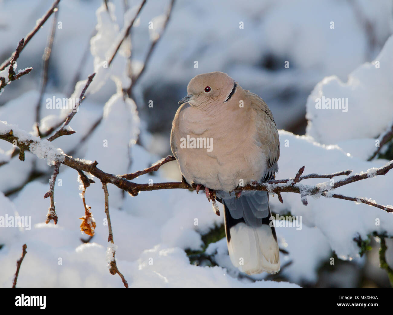 Turkse Tortel in de sneeuw, Eurasian Collared Dove in the snow Stock Photo