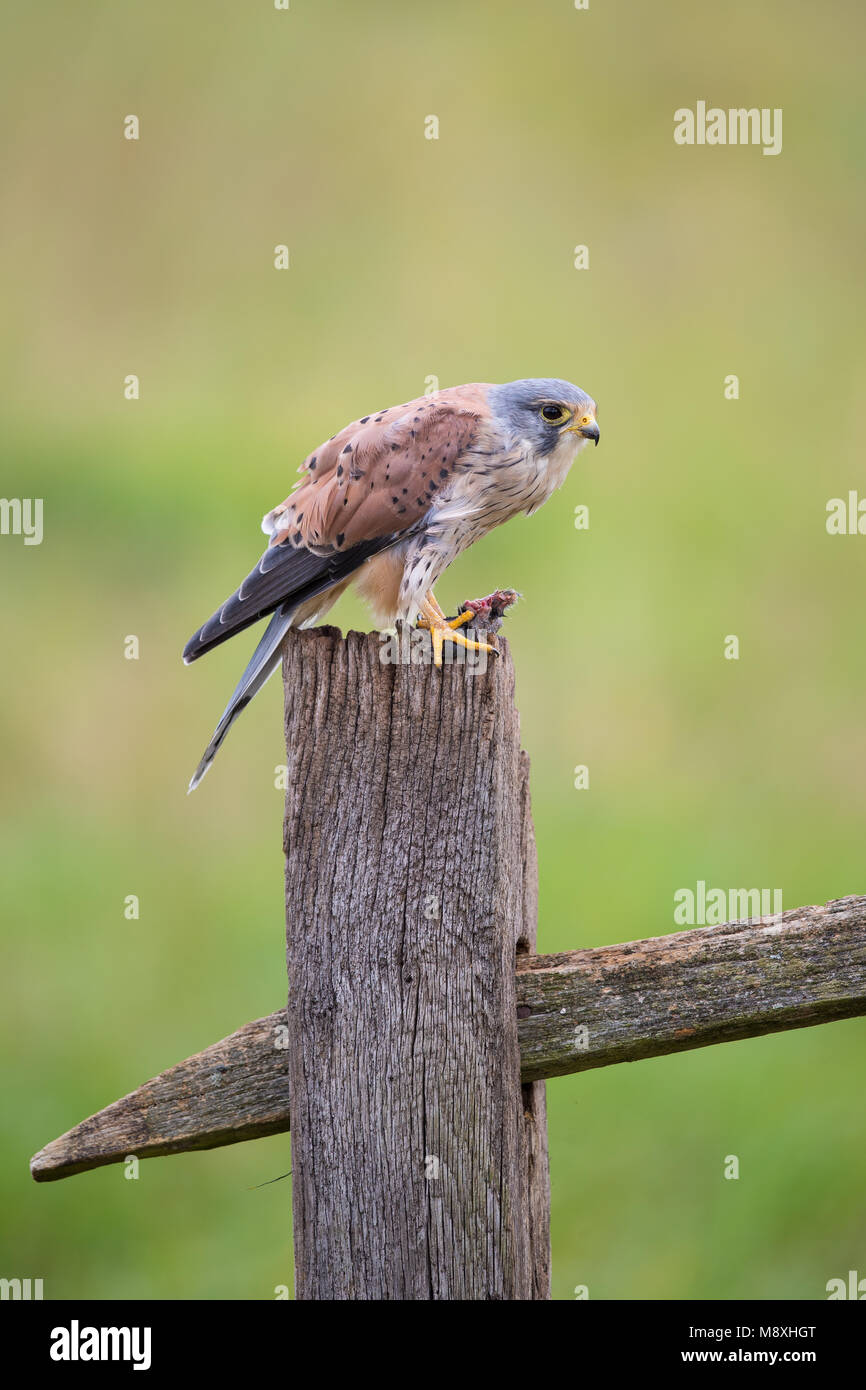 Perched male kestrel with some prey in his talons Stock Photo