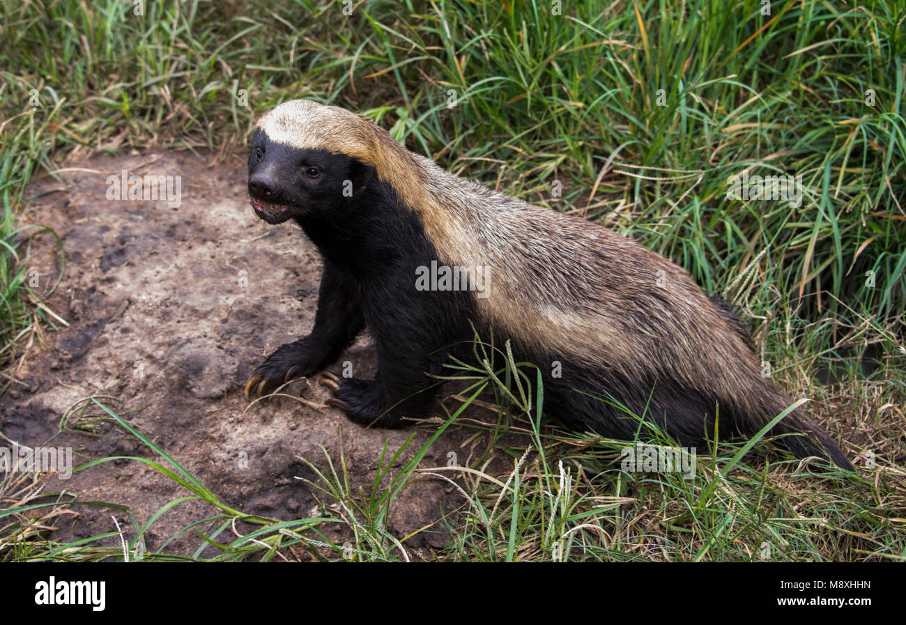 Honey badger hi-res stock photography and images - Alamy Honey badger hi-res stock photography and images - Alamy