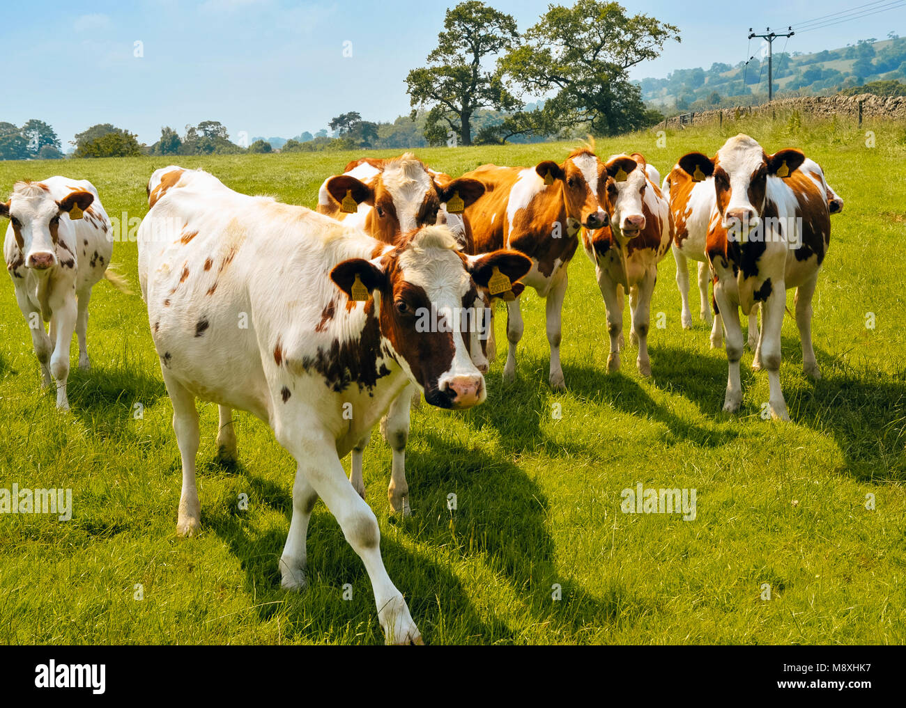 Curious cows in the Ribble Valley Lancashire Stock Photo