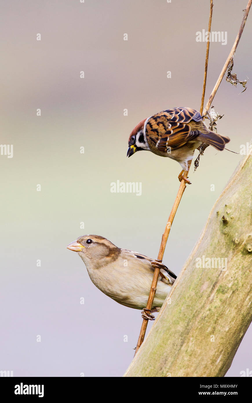 Ringmus en Huismus op takje; Eurasian Tree Sparrow and House Sparrow perched on a branch Stock Photo