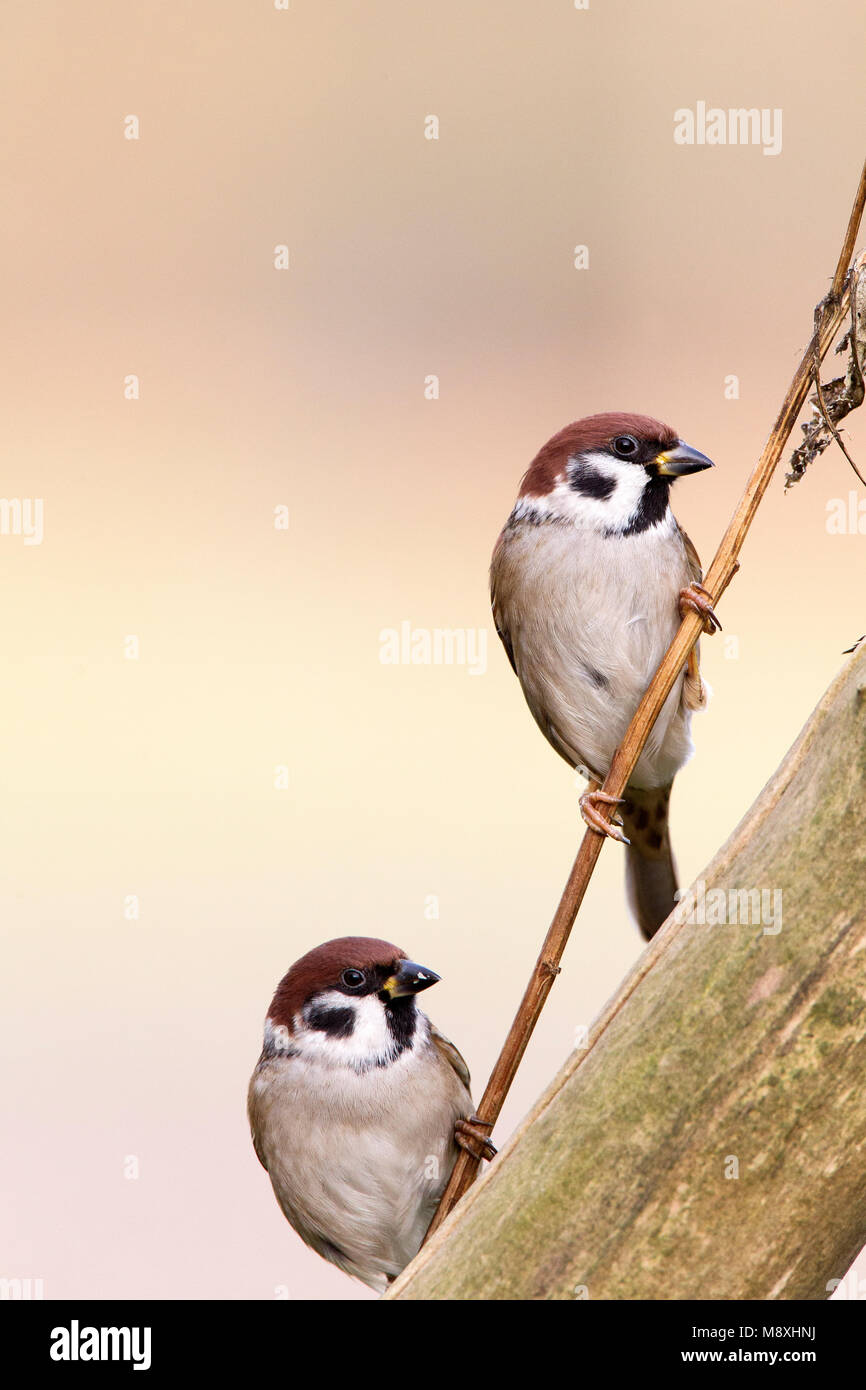 Ringmussen op takje; Eurasian Tree Sparrows perched on a branch Stock Photo