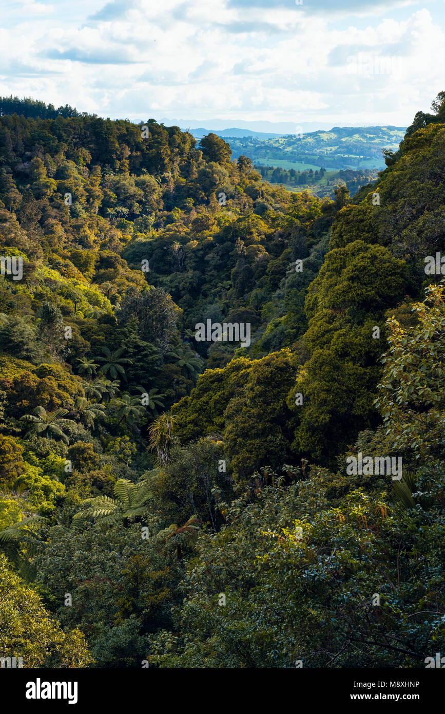 View of the Waihoanga Gorge on the Waihoanga Gorge Kauri Walk, Puketi Forest, North Island, New Zealand Stock Photo