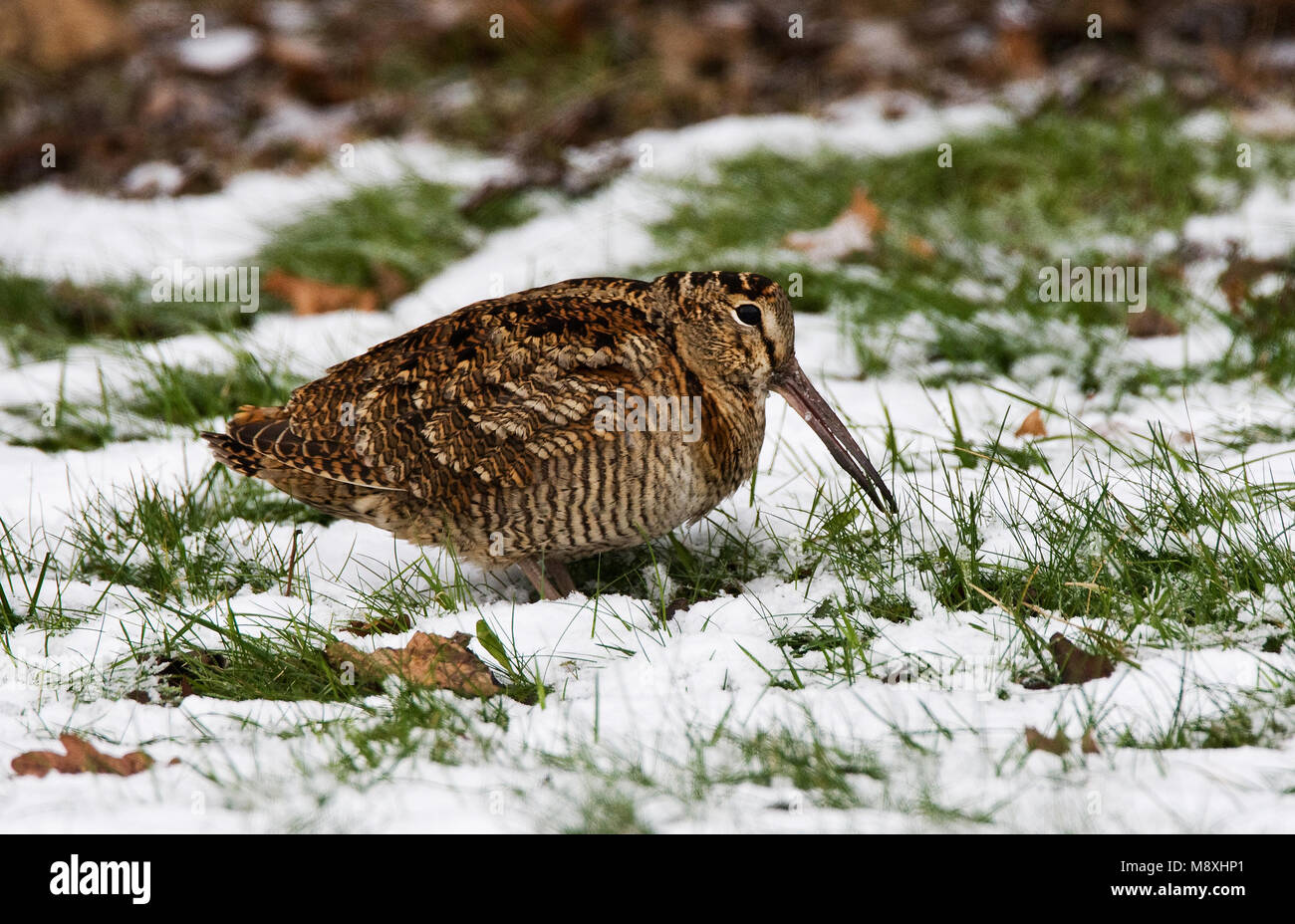 Woodcock bird hi-res stock photography and images - Alamy