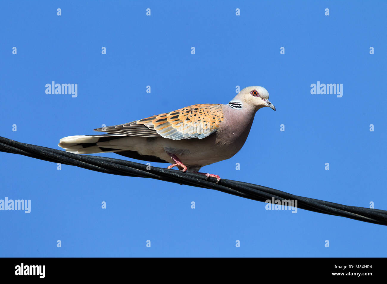 Zomertortel zittend; Turtle Dove perched Stock Photo