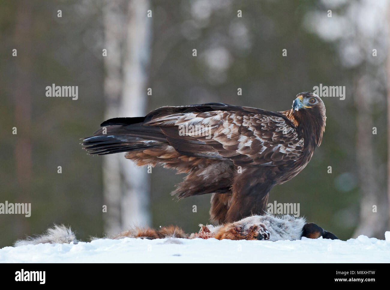 Steenarend zittend in de sneeuw op prooi; Golden Eagle perched in the snow on prey Stock Photo