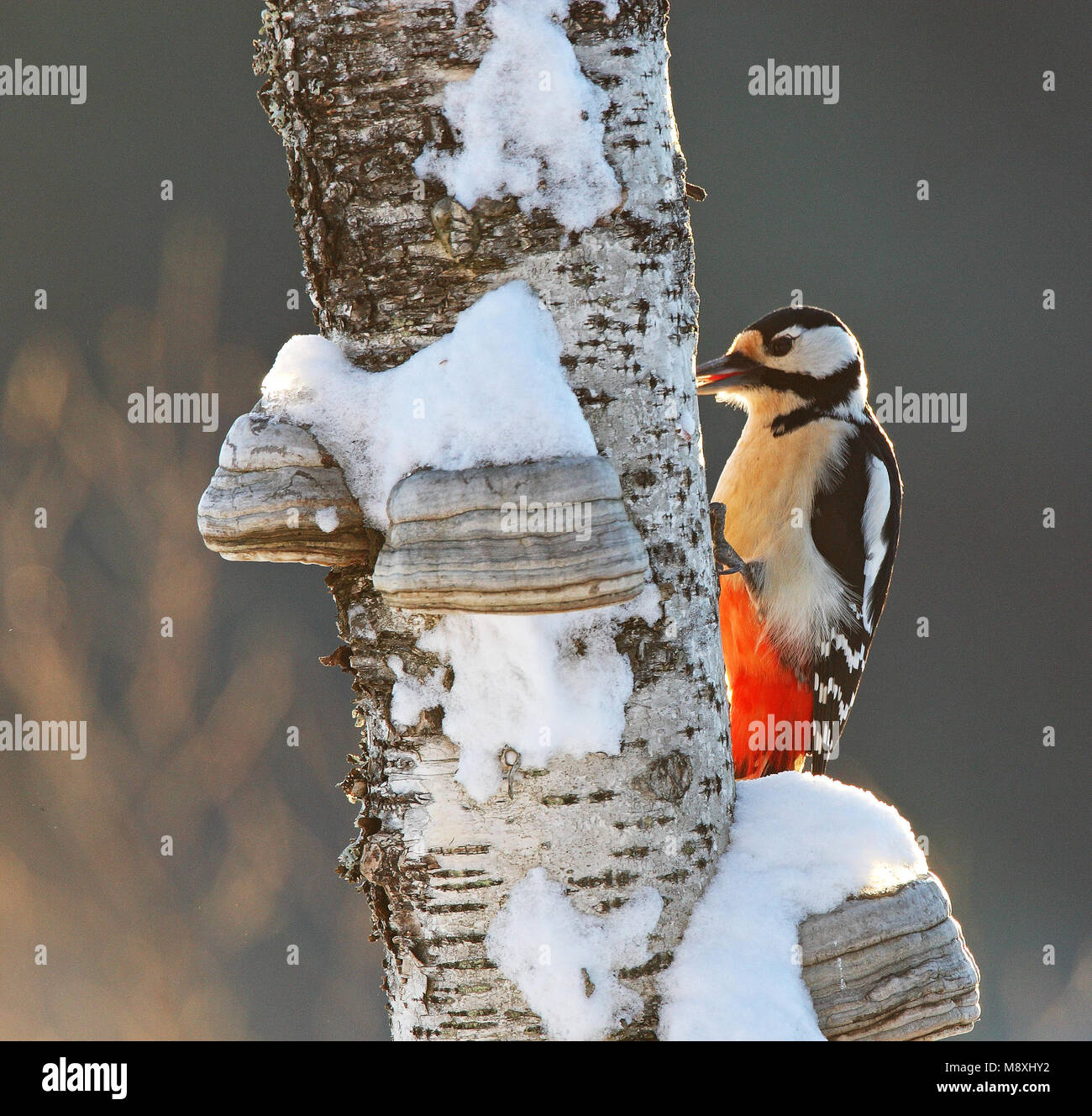 Great Spotted Woodpecker perched on a tree with snow; Grote bonte Specht zittend op een boom met sneeuw Stock Photo