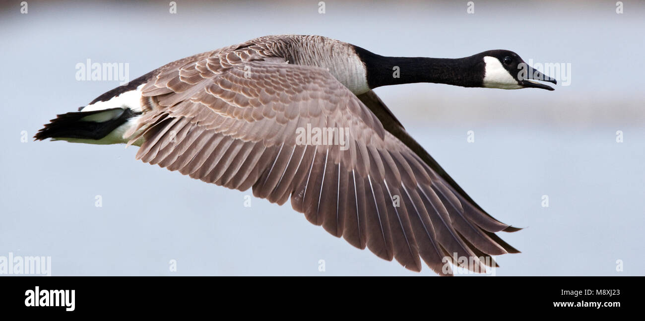 Canada goose bird call hot sale