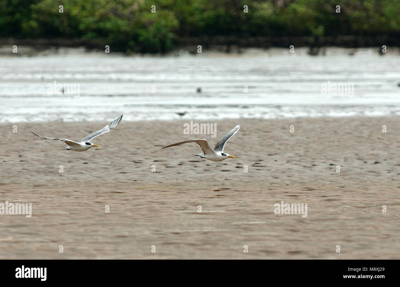 Grote Kuifstern in vlucht, Great Crested Tern in flight Stock Photo