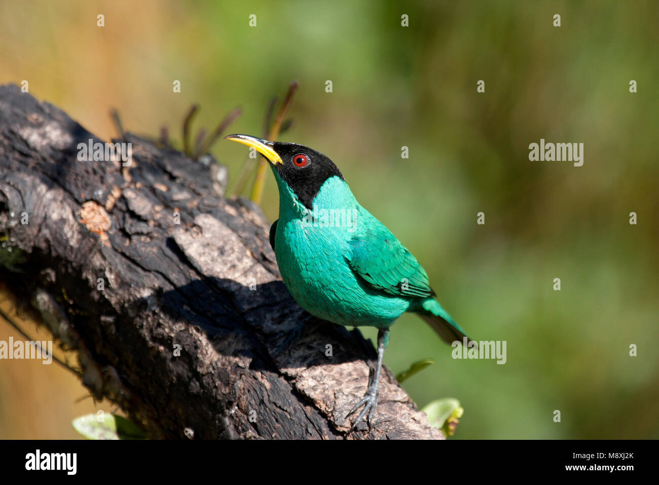 Groene Suikervogel Hi res Stock Photography And Images Alamy groene-suikervogel-hi-res-stock-photography-and-images-alamy