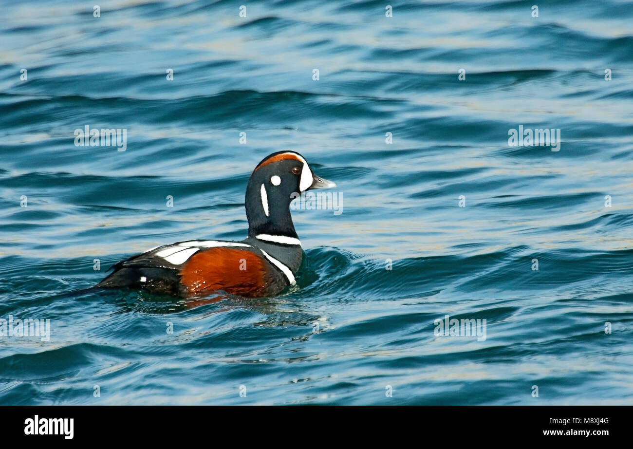 Hokkaido duck swimming hi-res stock photography and images - Alamy, image size:1300x922