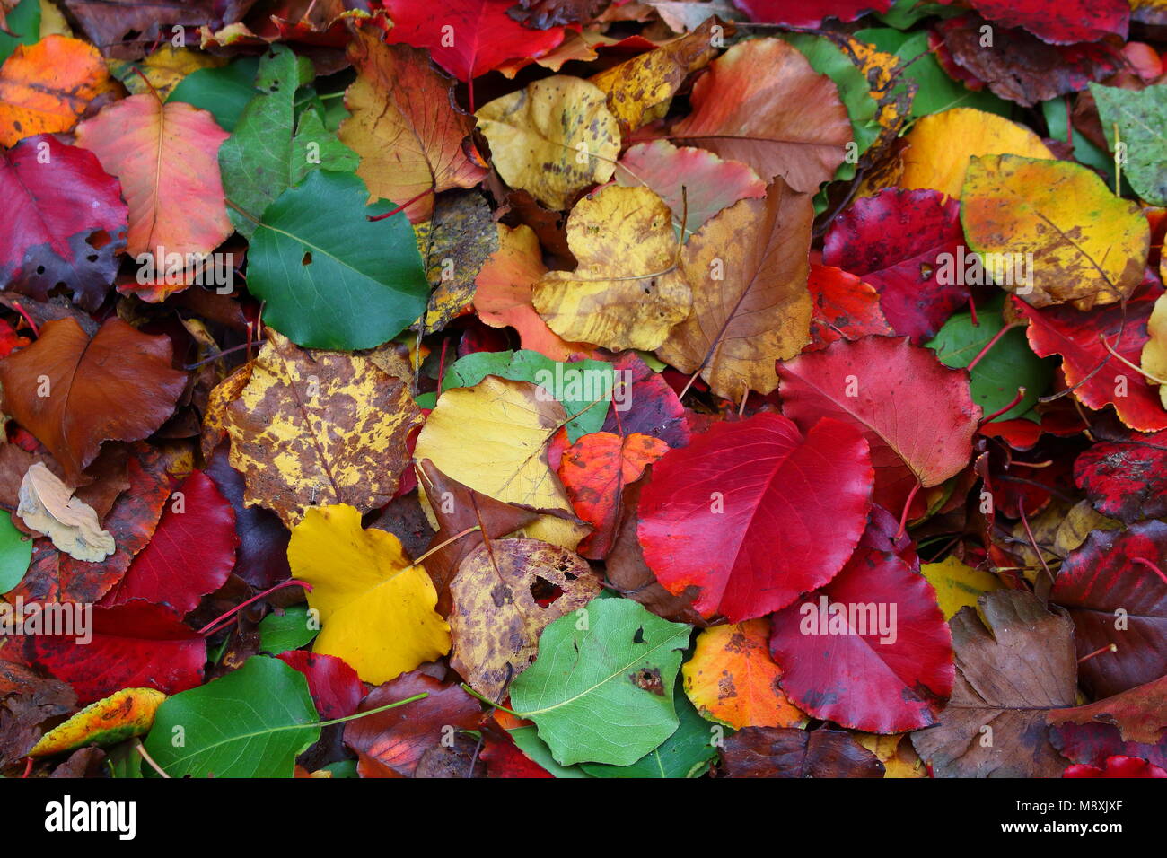 Landscape picture of a pile of multicolored autumn leaves shot in Beacon Hill, Boston, Massachusetts, USA Stock Photo