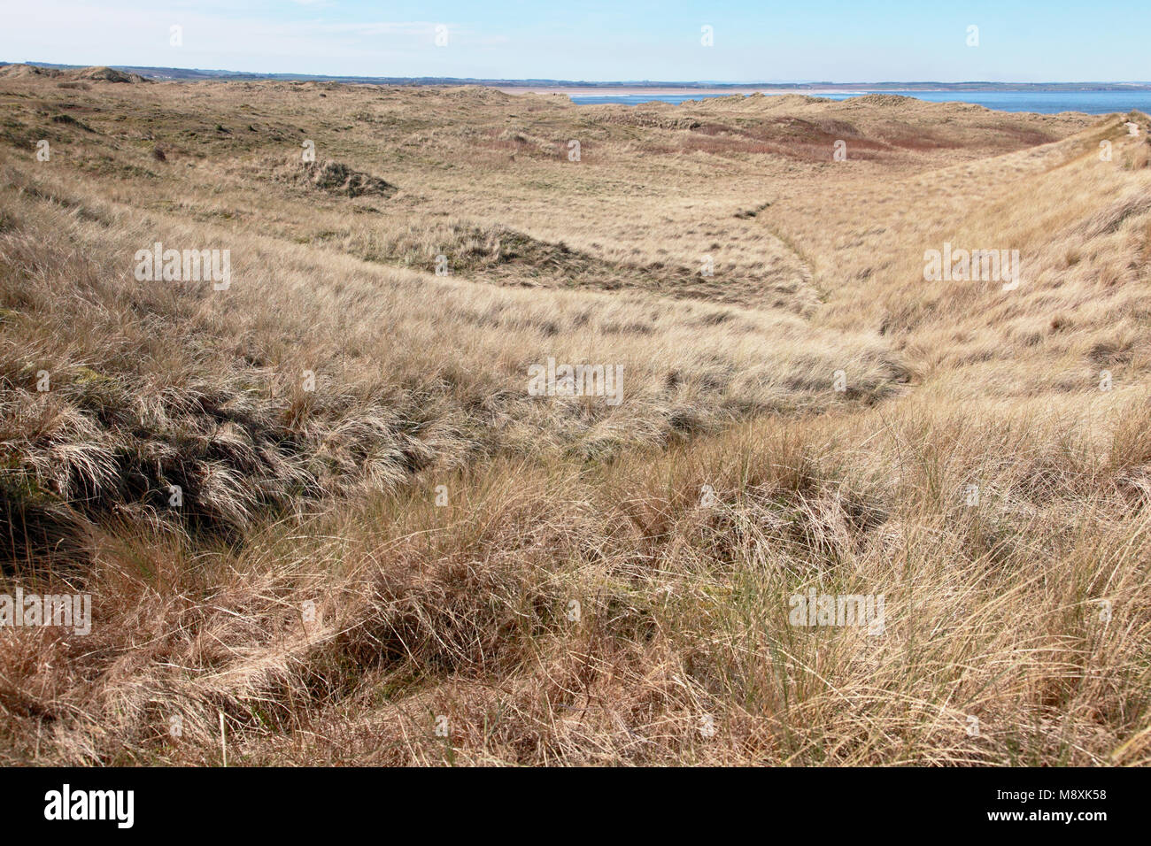 The dunes, known as the Links, on Lindisfarne, Holy Island Stock Photo