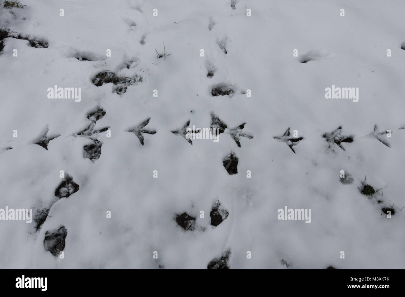 bird footprints in snow. Staffordshire. British Isles. Stock Photo