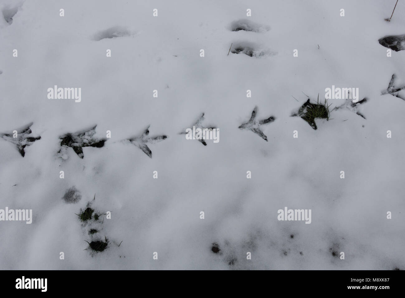 Snow animal tracks uk hires stock photography and images Alamy