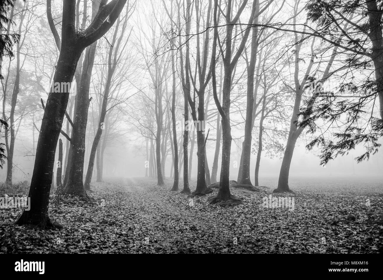 Forest in Fog - Stock Image