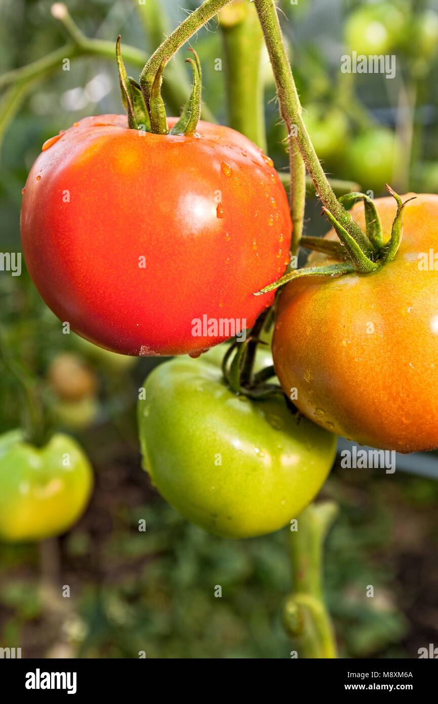 Red tomatoes are growing in a greenhouse Stock Photo - Alamy