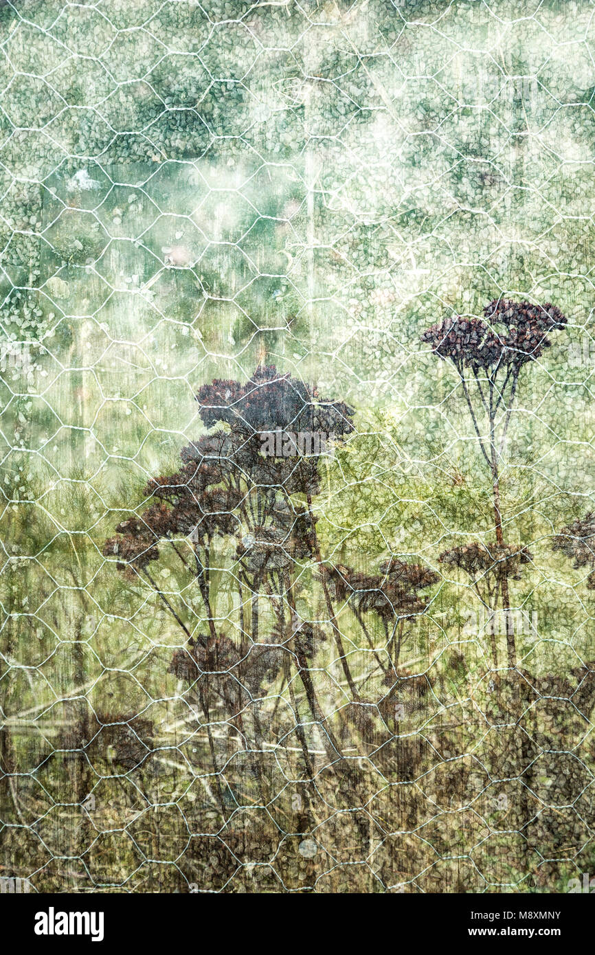 Multiple exposure of dead plants, gravel and steel mesh. Stock Photo