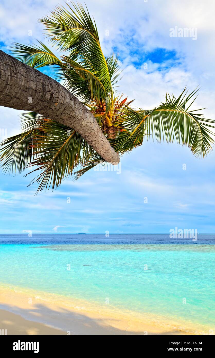 Beach for relax under the shade of a palm tree Stock Photo - Alamy