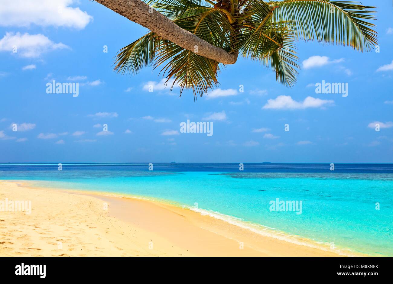 Beach for relax under the shade of a palm tree Stock Photo - Alamy