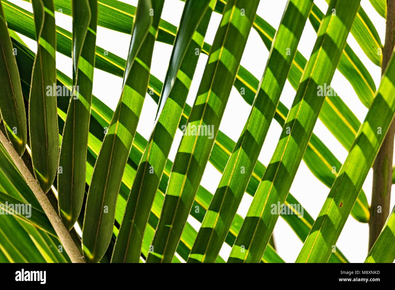 Palm tree leaf isolated on white background Stock Photo - Alamy