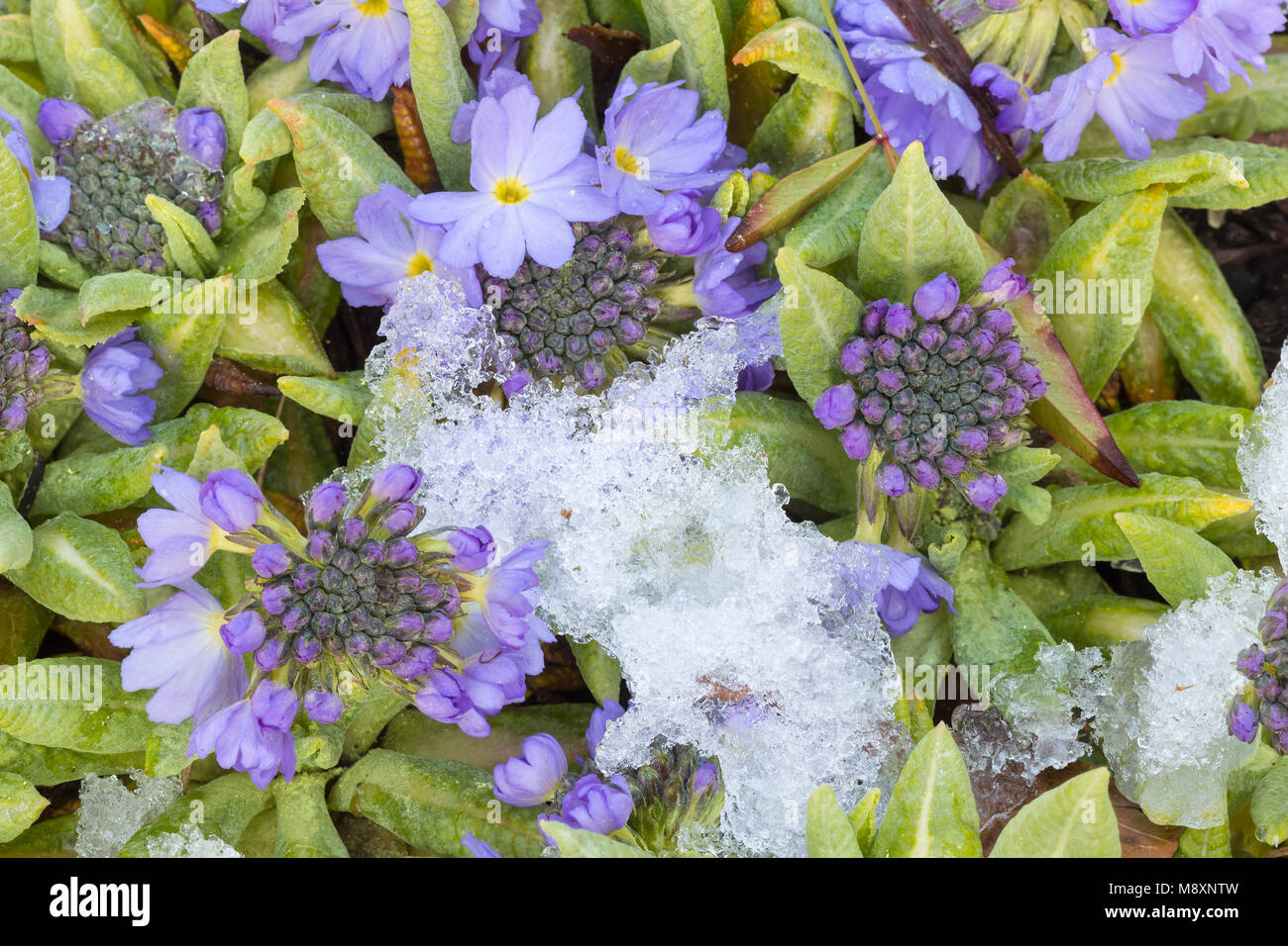 Primula species coming into flower in early spring, through snow. Stock Photo