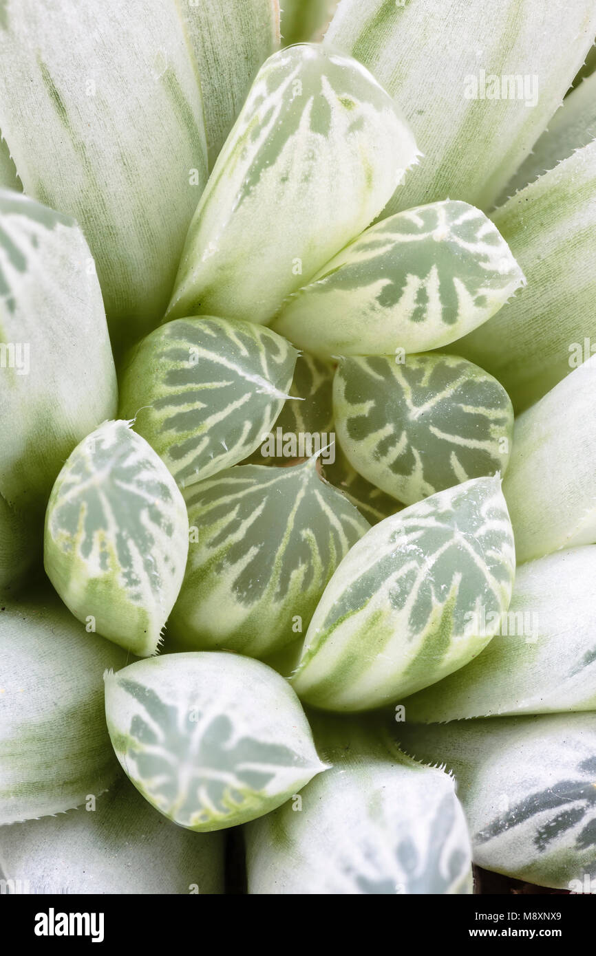 Haworthia cooperi variegata cv "Silver Swirls", a small succulent plant in  the Asphodel family, Asphodelaceae, from South Africa, and widely cultivat  Stock Photo - Alamy