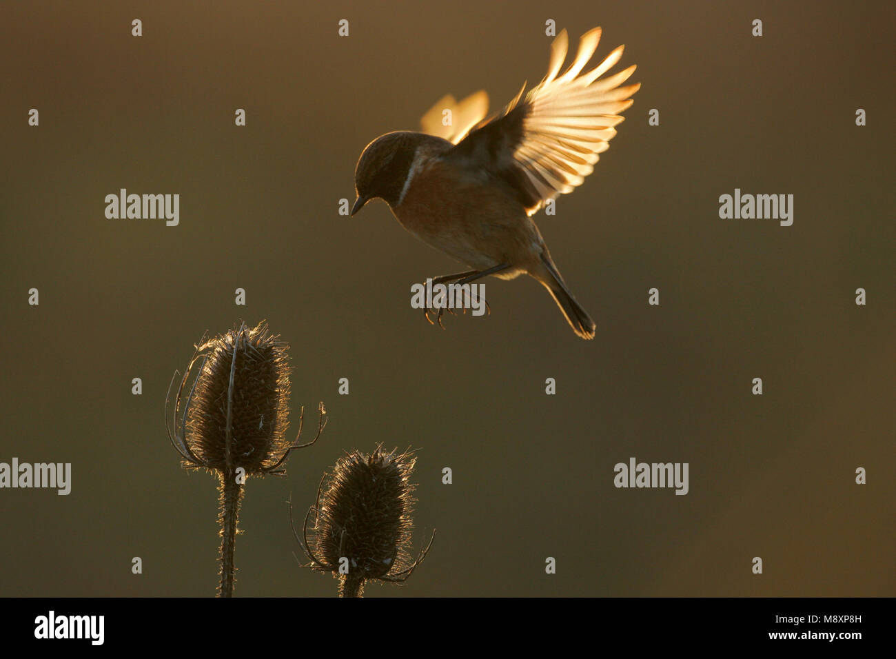 Stonechat In Flight Mannetje Roodborsttapuit in de vlucht; Male European Stonechat in ...