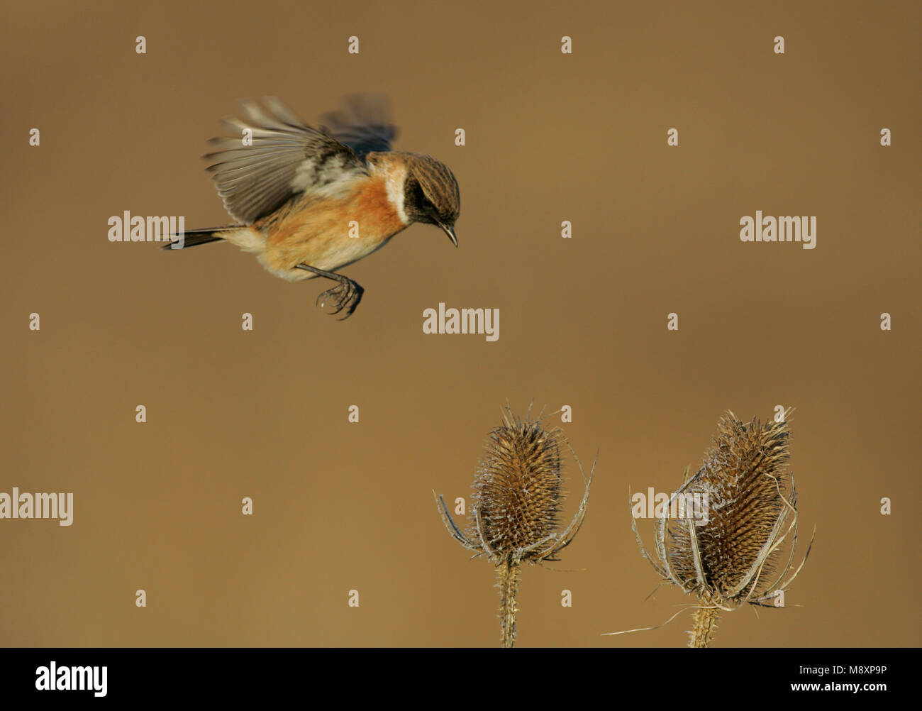 Stonechat In Flight Mannetje Roodborsttapuit in de vlucht; Male European Stonechat in ...