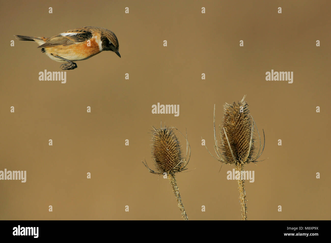 Stonechat In Flight Mannetje Roodborsttapuit in de vlucht; Male European Stonechat in ...