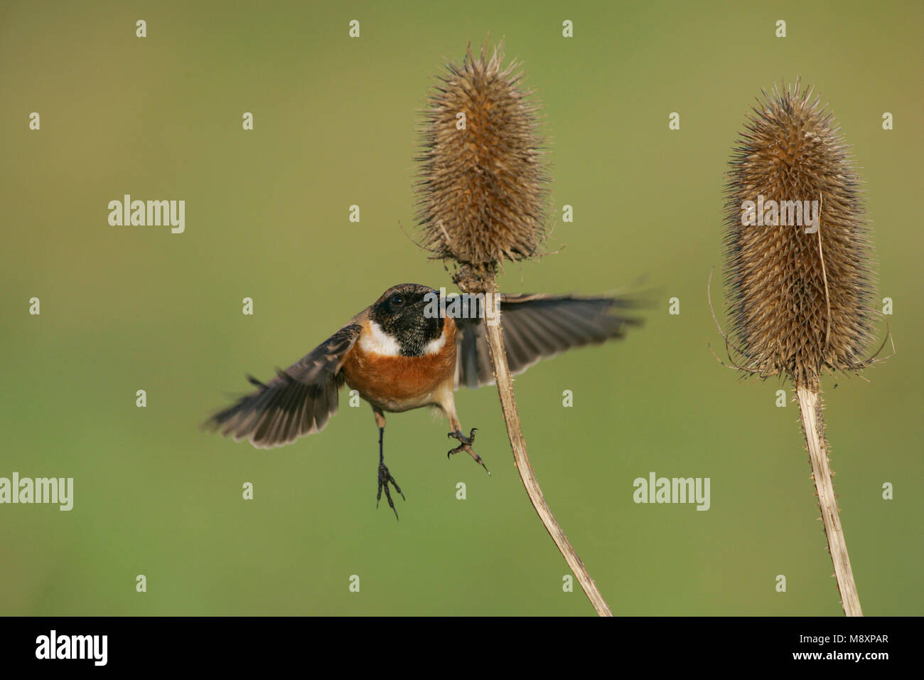Stonechat In Flight Mannetje Roodborsttapuit in de vlucht; Male European Stonechat in ...