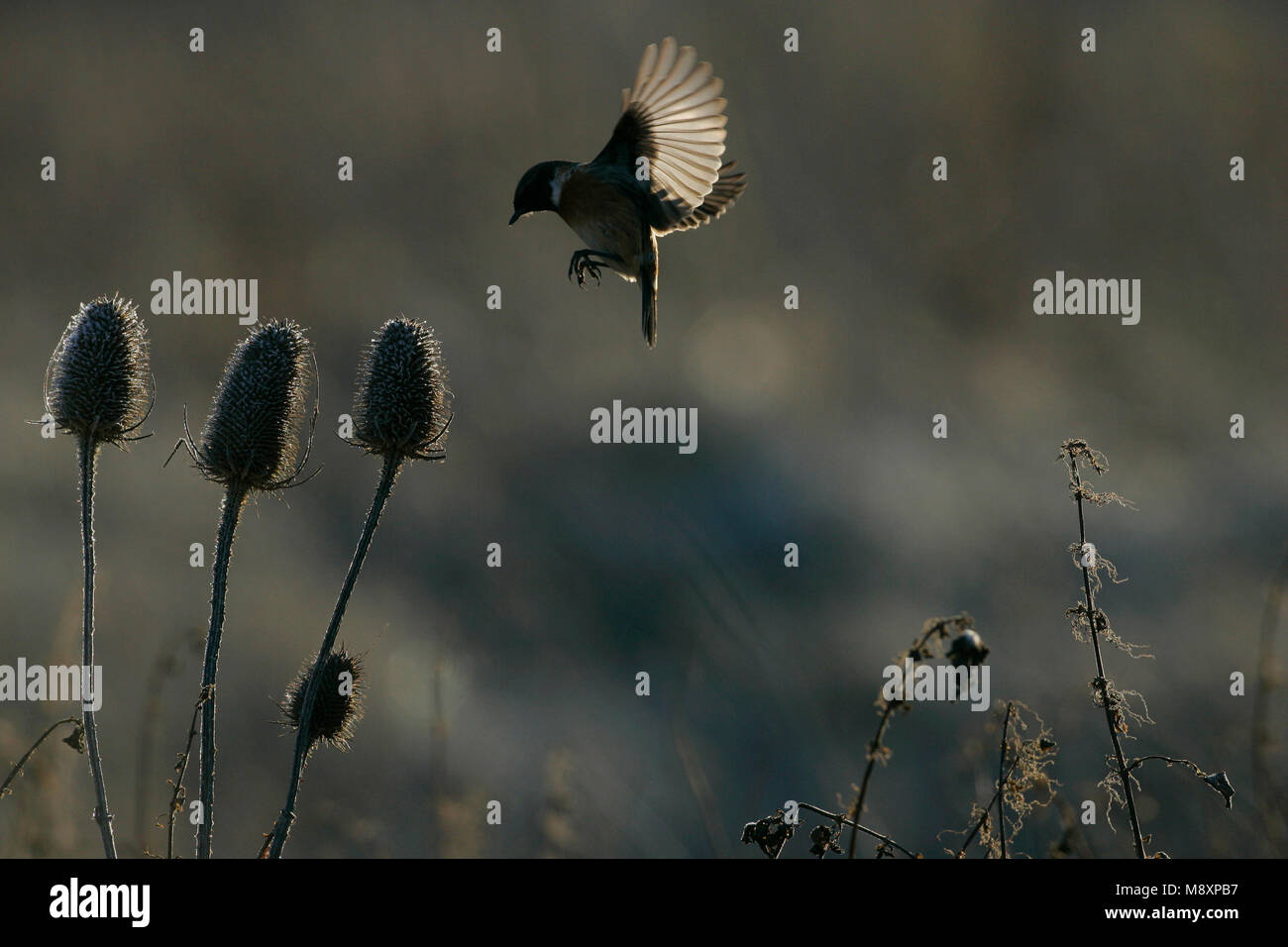 Stonechat In Flight Mannetje Roodborsttapuit in de vlucht; Male European Stonechat in ...