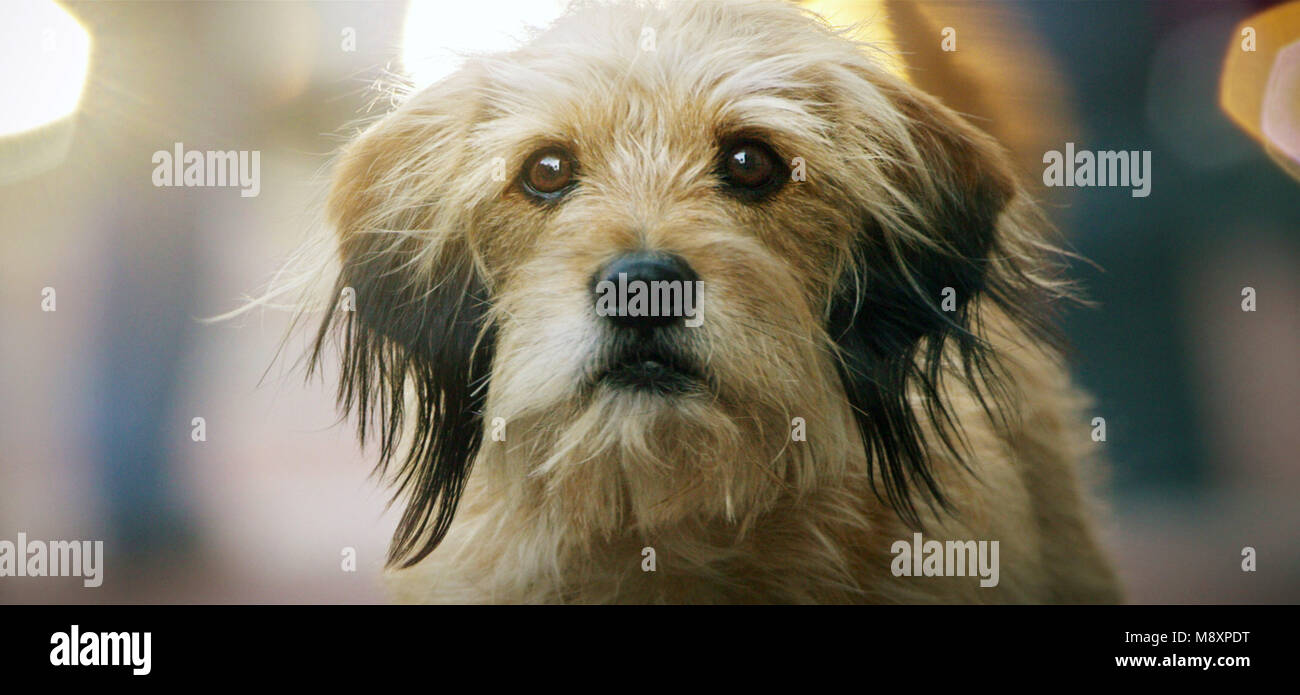 Benji Site oficial da Netflix