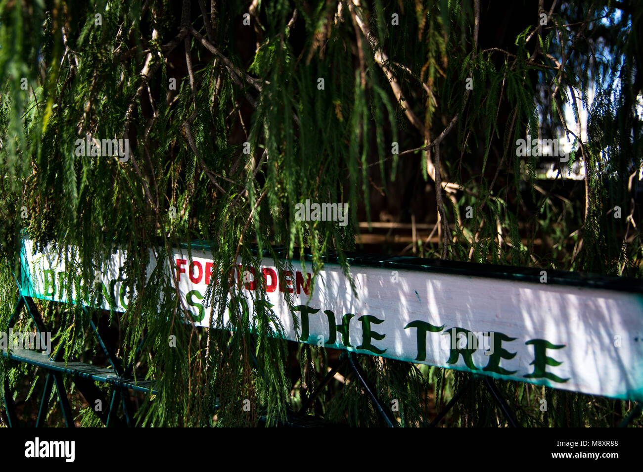 El Árbol del Tule / The tree of Tule in Oaxaca, Mexico Stock Photo