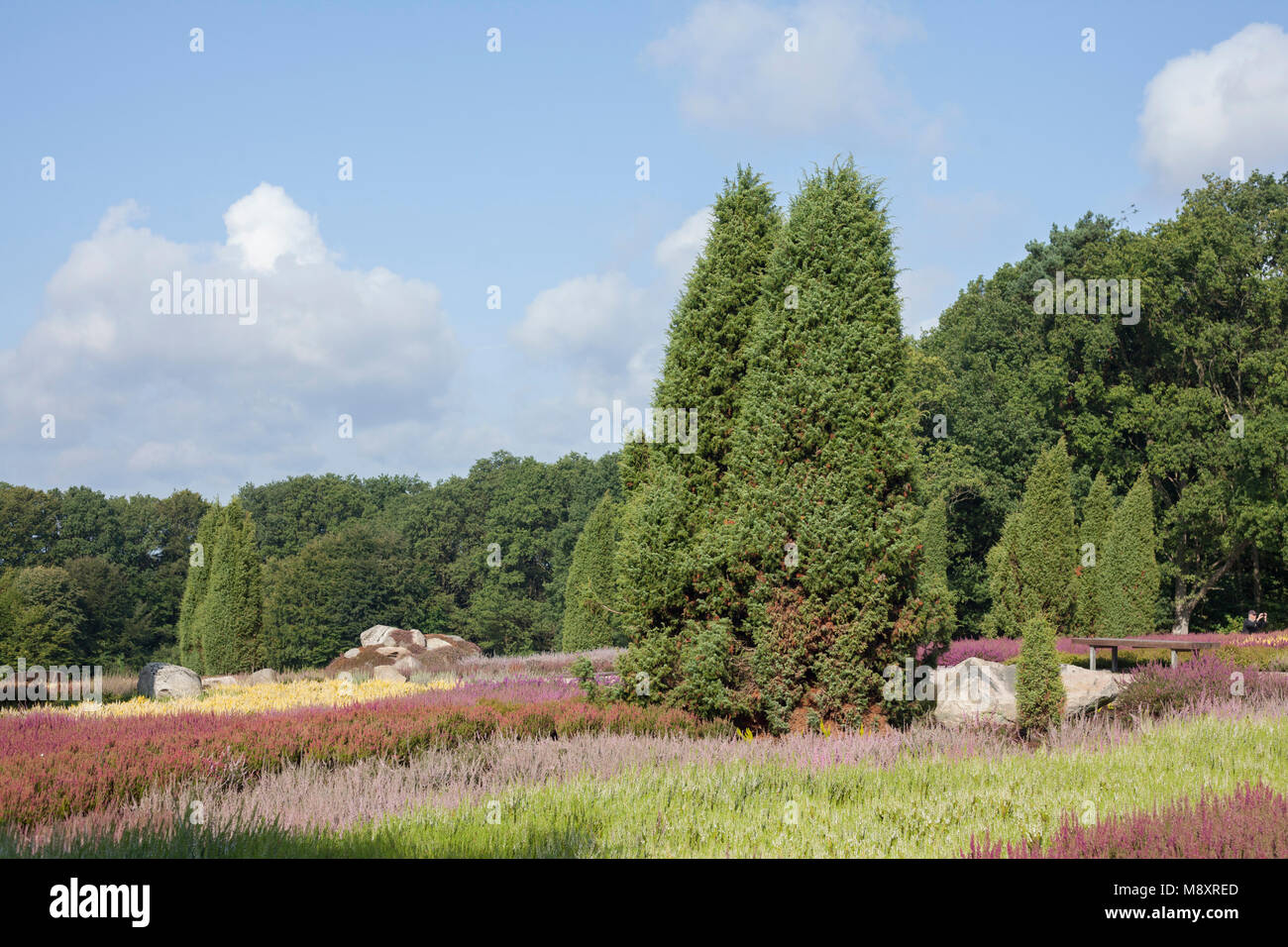 The heather garden with flowering heather, Schneverdingen, Lüneburg Heath, Lower Saxony, Germany, Europe  I  Der Heidegarten mit blühender Heide,  Sch Stock Photo